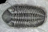 Adrisiops Weugi Trilobite - New Phacopid Species #104959-3